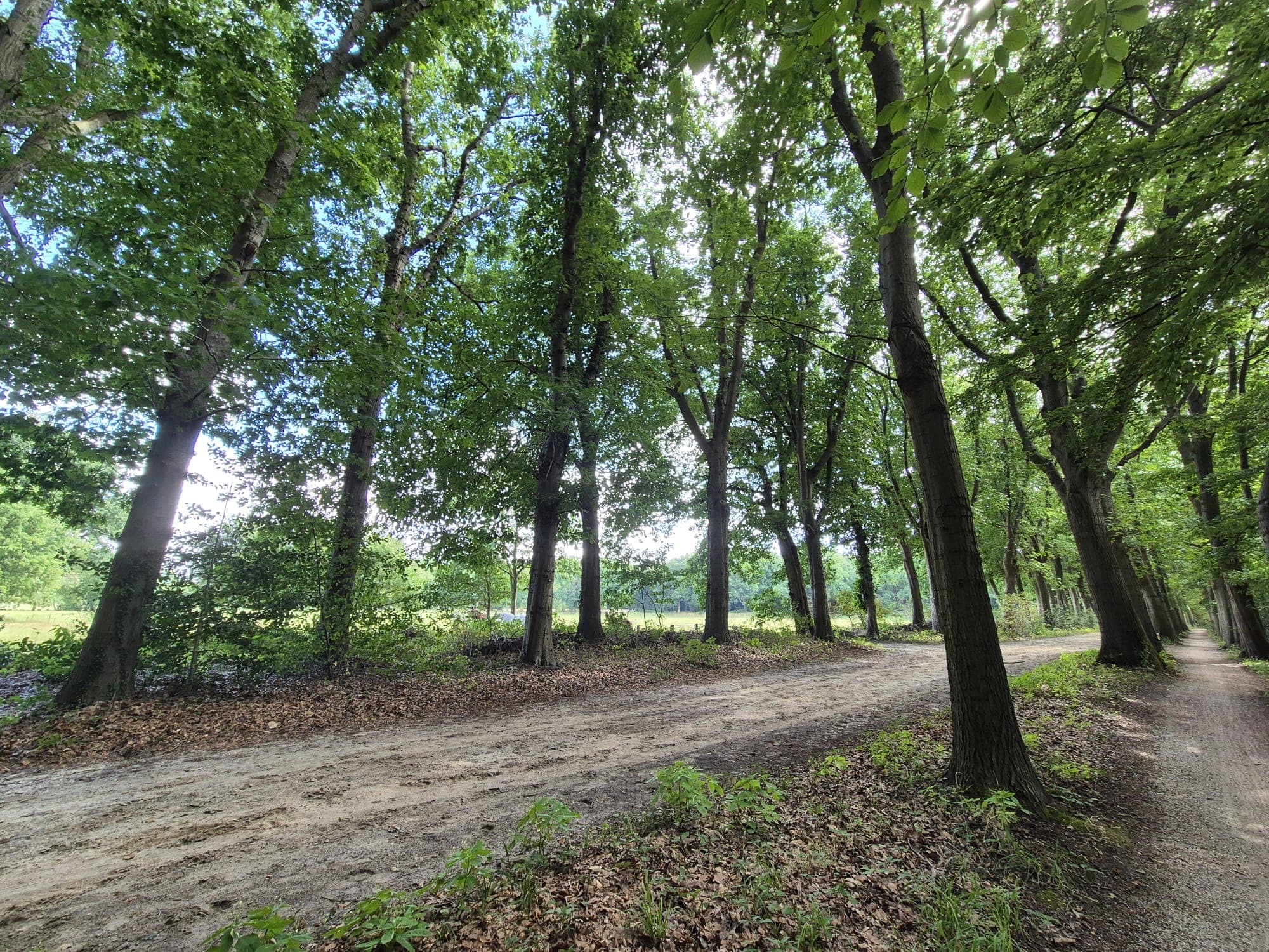 Lommerrijke laan door het bos nabij Paterswolde